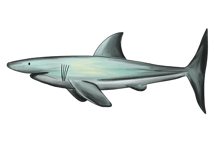 Image of a shark has an endoskeleton